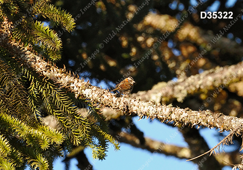 Rufous-collared Sparrow (Zonotrichia capensis)